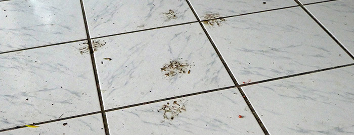 Dirty dog paw prints on a clean ceramic tile kitchen floor